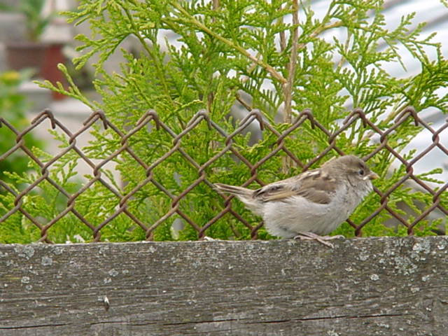 DSC00295