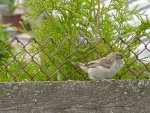 DSC00295