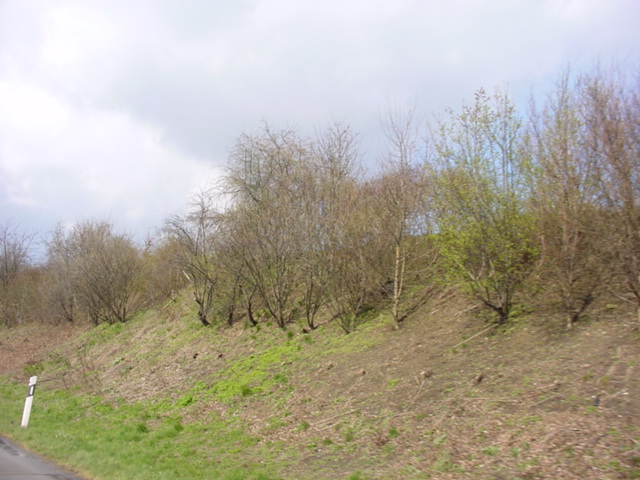DSC00715