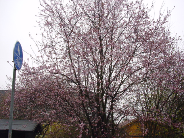 DSC00750