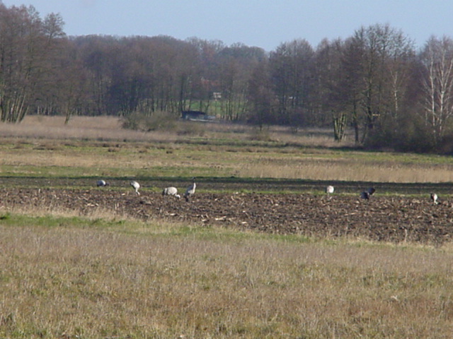 DSC00752