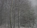 DSC00785