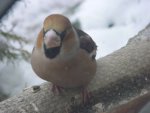 DSC00178
