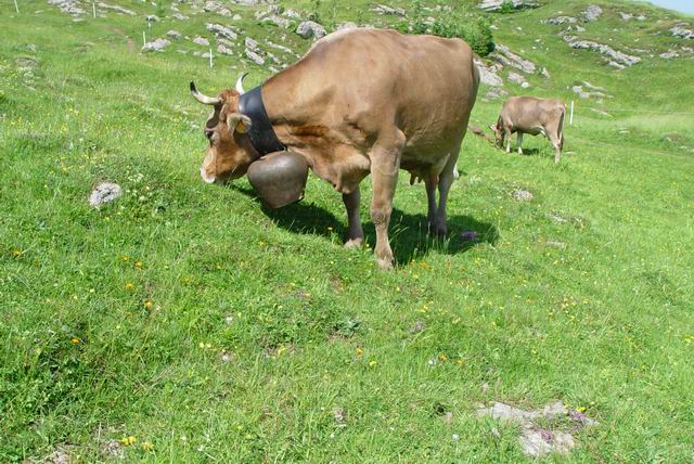 Isvyka i kalnus 047